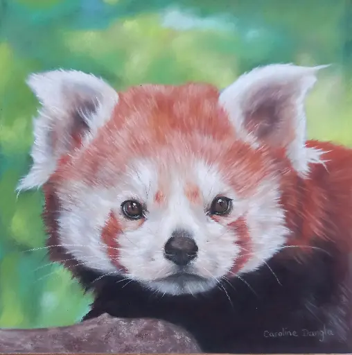 Panda roux