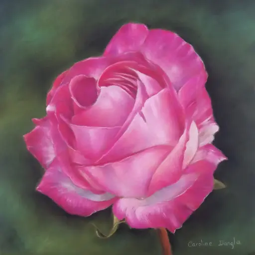 Rose éclatante
